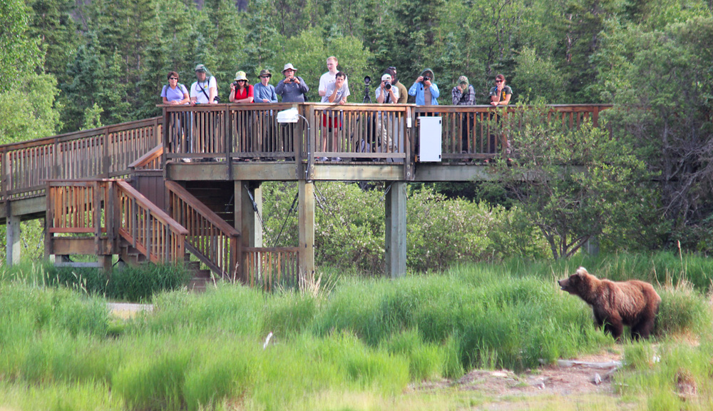 Brooks Lodge Bear Viewing Platform