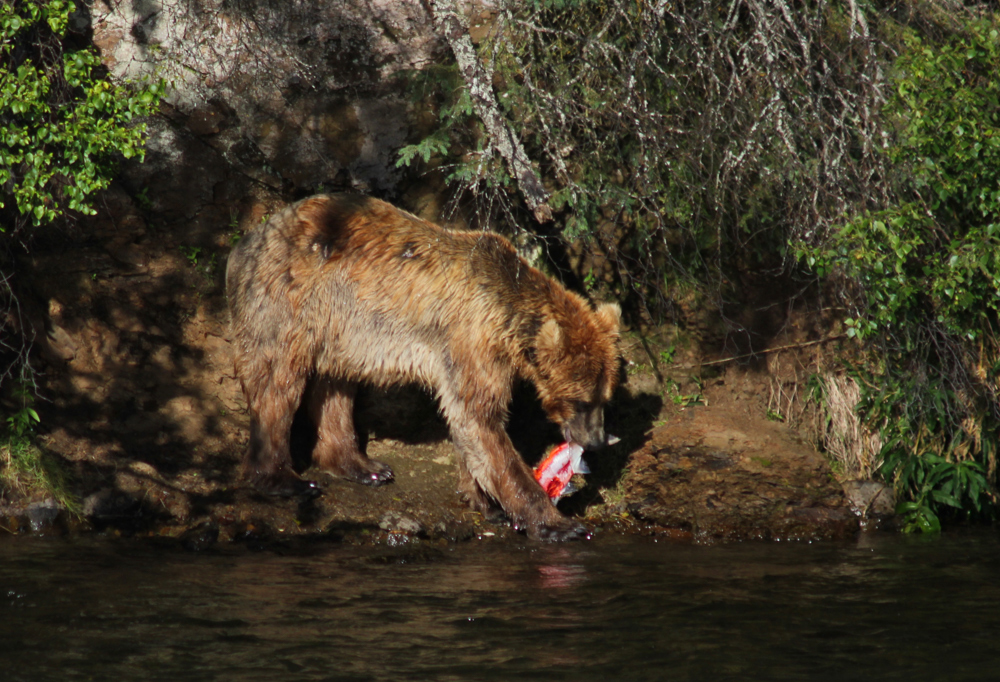 Grosvenor Lodge Bear Eating Salmon at Brooks