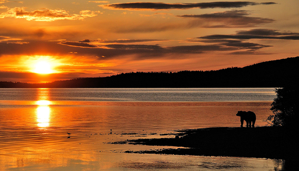 Grosvenor Lodge Brown Bear Sunset