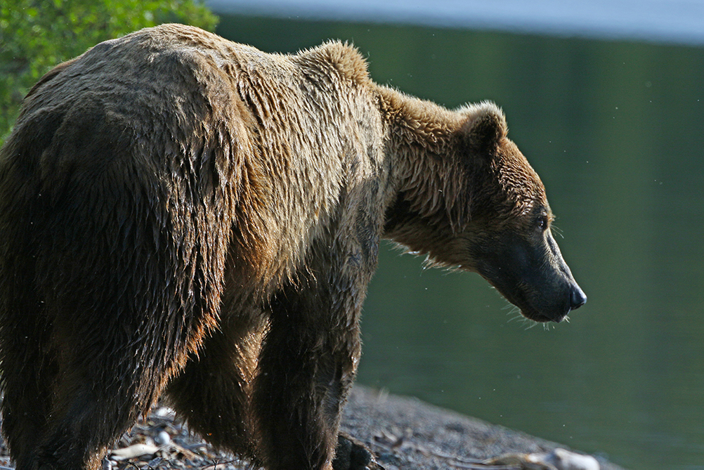 Grosvenor Lodge Brown Bear by Carl Jappe