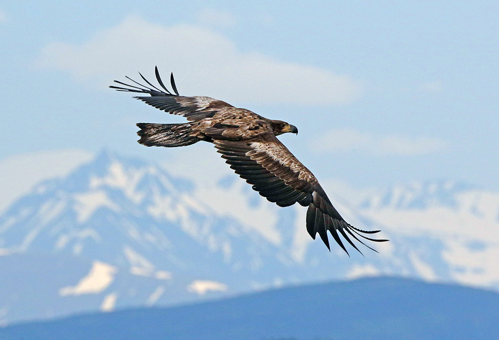Grosvenor Lodge Eagle