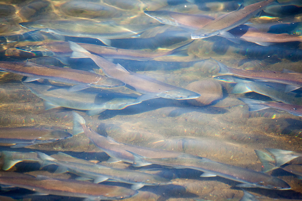 Grosvenor Lodge Sockeye Salmon Run