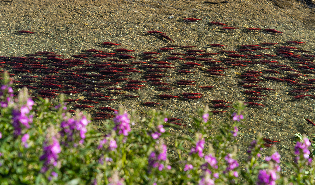 Grosvenor Lodge Sockeye Salmon