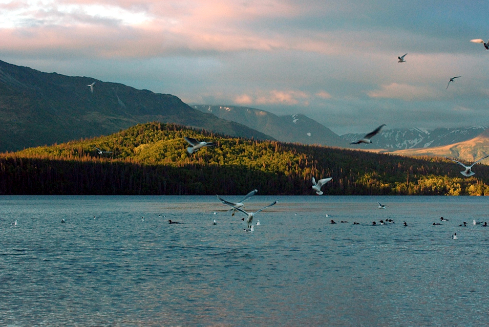 Grosvenor Lodge Birds Crashing Smolts