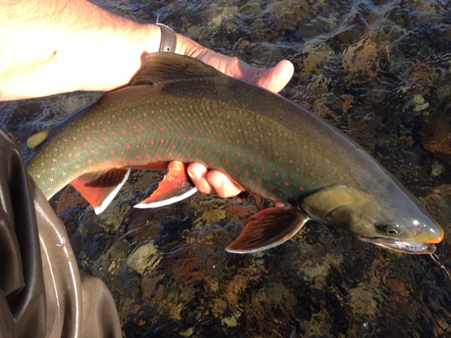 Grosvenor Lodge Dolly Varden